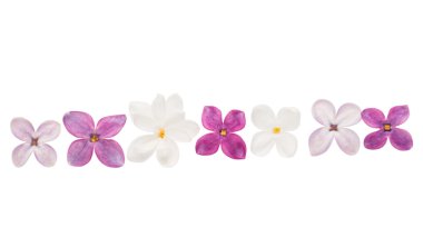 Leylak çiçeği izole