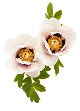 izole ağaç Şakayık 