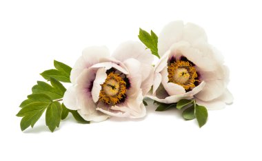 izole ağaç Şakayık 