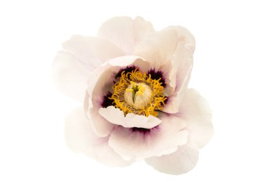 izole ağaç Şakayık 