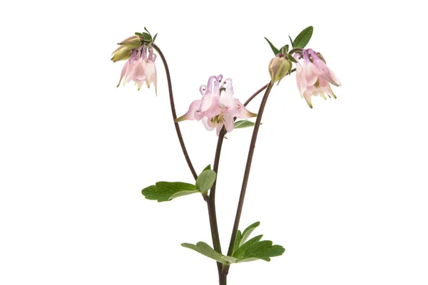Aquilegia vulgaris fiore isolato — Foto Stock