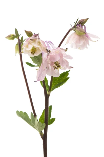 分離したオダマキ尋常性花 — ストック写真