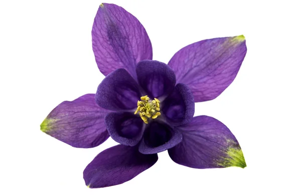 Aquilegia flower isolated — Stock Photo, Image