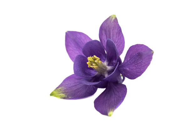 Aquilegia bloem geïsoleerd — Stockfoto