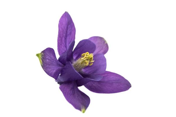 Aquilegia flor isolada — Fotografia de Stock