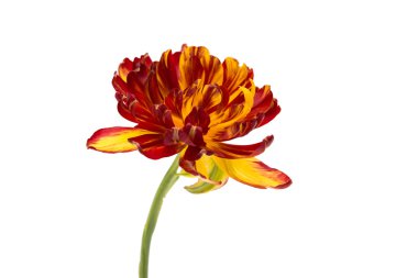 sarı-kırmızı lale 