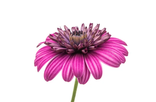 紫罗兰色粉红色 Osteosperumum 花雏菊白色背景. — 图库照片