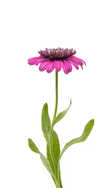 Een violette roze Osteosperumum bloem Daisy witte achtergrond. — Stockfoto