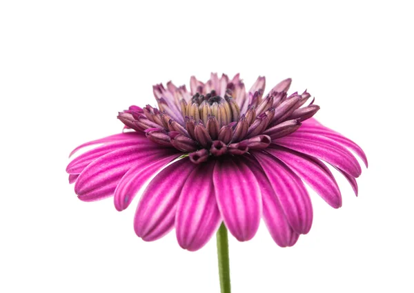 En violett rosa Osteosperumum blomma Daisy vit bakgrund. — Stockfoto