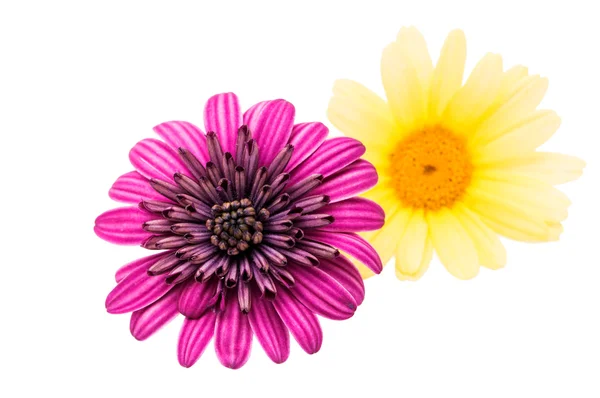 A violet Pink Osteosperumum Flower Daisy White Background. — Stock Photo, Image