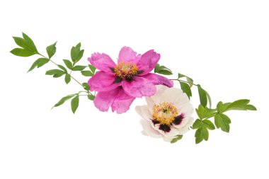 izole ağaç Şakayık 