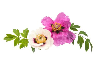 izole ağaç Şakayık 