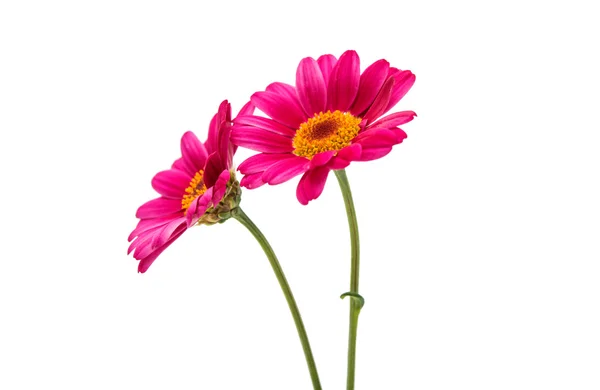 Pink daisy blomman — Stockfoto