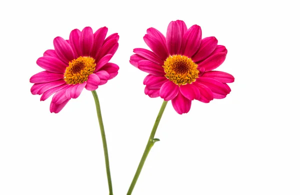 Pink daisy blomman — Stockfoto