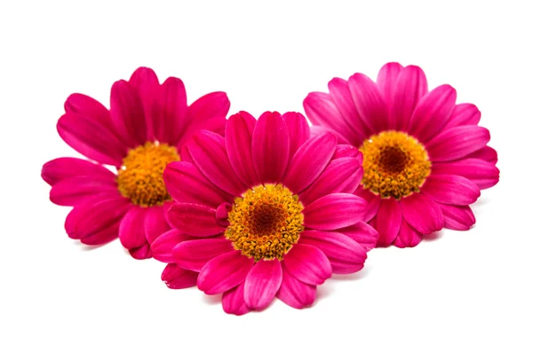 Pink daisy flower — Stock Photo, Image