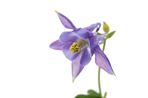 Aquilegia fleur isolée — Photo