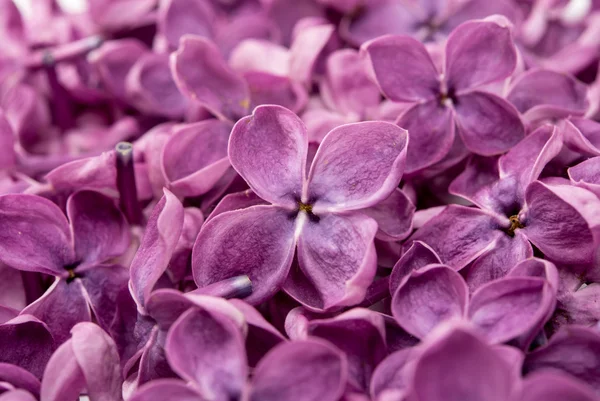 ライラックのクローズ アップの花の背景 — ストック写真