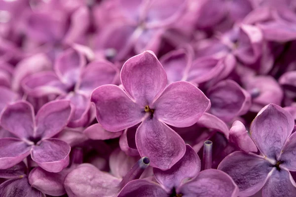 Background of flowers of lilac closeup — Stock Photo, Image