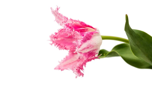 Tulipan różowy na białym tle — Zdjęcie stockowe