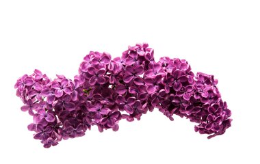 İzole taze leylak çiçeği 