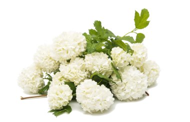 Kartopu şube çiçekli