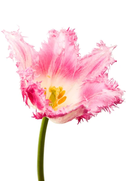 Tulipán rosa aislado — Foto de Stock