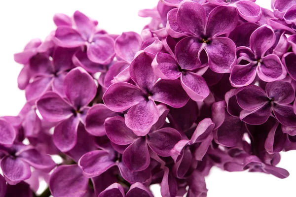 Fresh lilac flower isolated — Stock Photo, Image