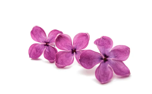 Fresh lilac flower isolated — Stock Photo, Image