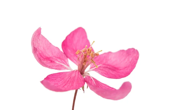 Rosa Blüten auf einem Apfelbaum — Stockfoto