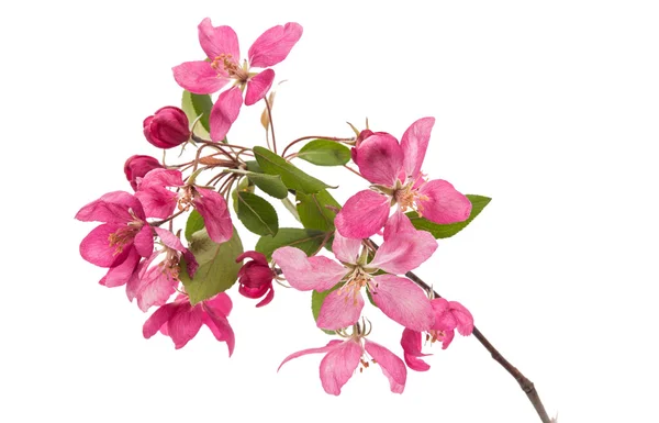 Flores rosadas en un manzano — Foto de Stock