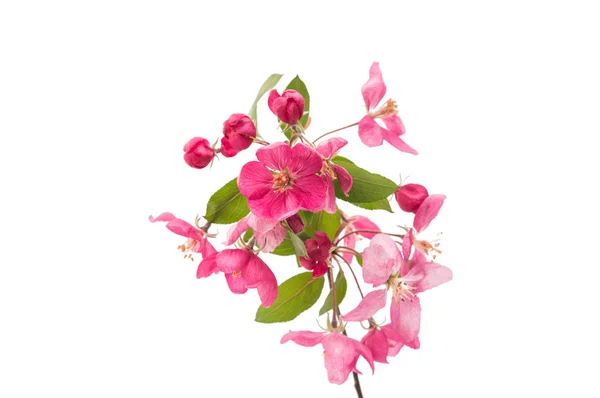 Rosa Blüten auf einem Apfelbaum — Stockfoto