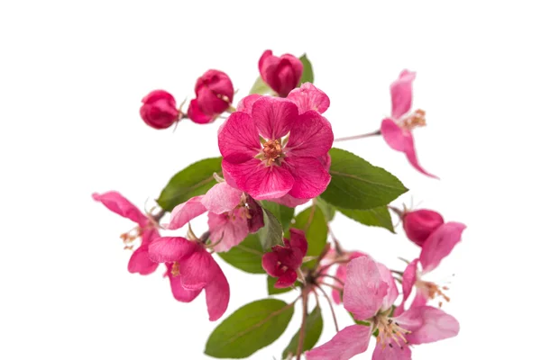 Flores rosadas en un manzano — Foto de Stock