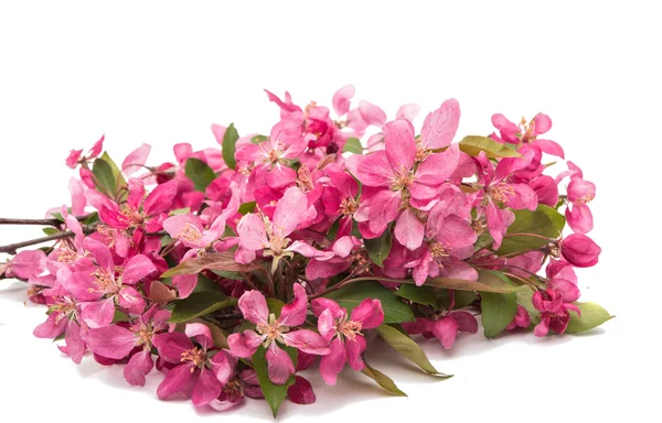Roze bloemen op een appelboom — Stockfoto