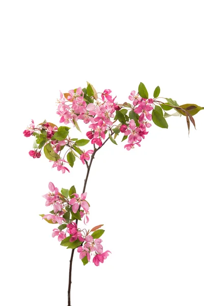 Rosa Blüten auf einem Apfelbaum — Stockfoto