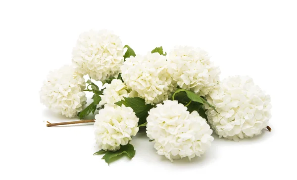 Viburnum Zweig mit Blumen — Stockfoto