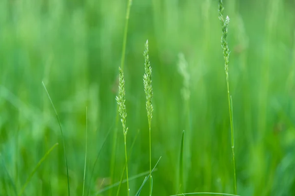 Bahar çayır yeşil — Stok fotoğraf