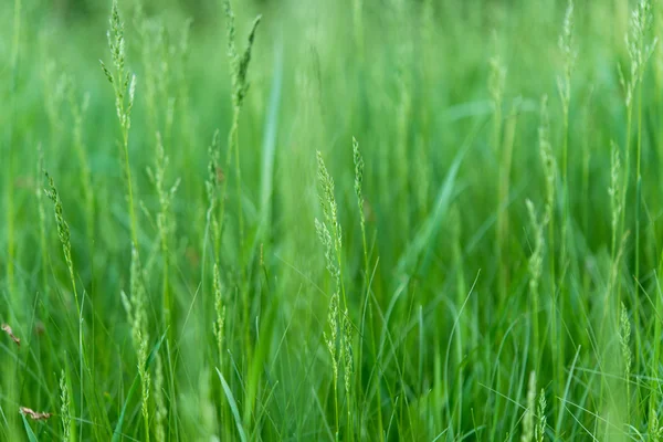 春の牧草地の緑 — ストック写真