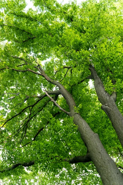 Prado de primavera verde — Foto de Stock