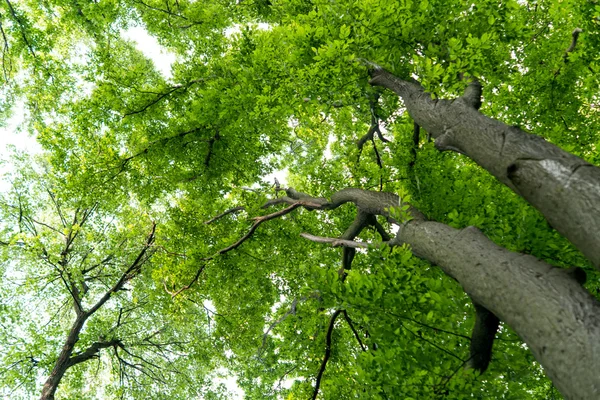 绿色的春天草地 — 图库照片