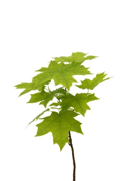 Maple tree natural — Stock Photo, Image