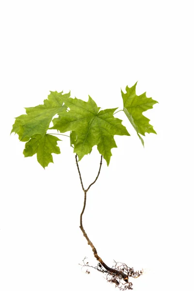 Maple tree natural — Stock Photo, Image