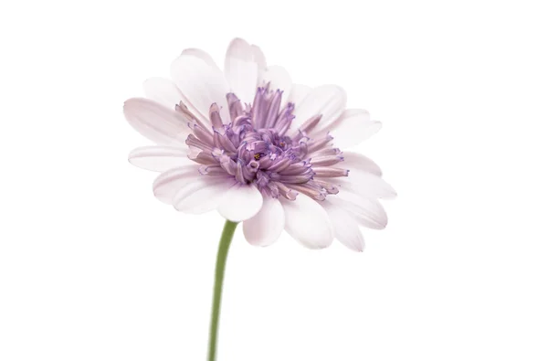 Osteospermum Daisy of Cape Daisy Flower — Stockfoto