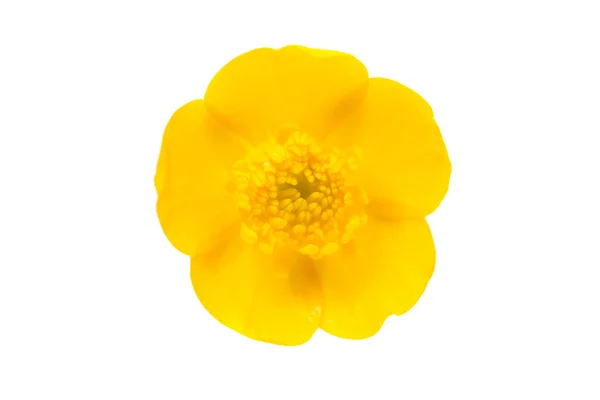 Gul blomma isolerad — Stockfoto