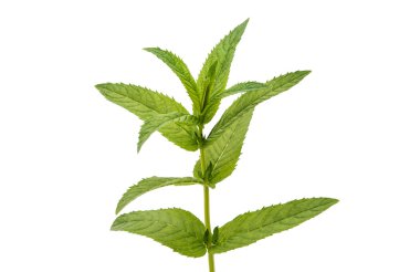 İzole taze çiğ nane yaprakları 