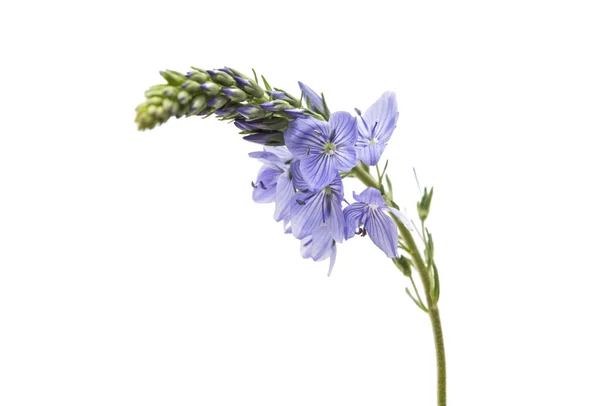 Ängen blå blommor — Stockfoto