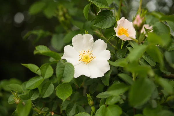 Arbusto rosa selvagem com flor — Fotografia de Stock