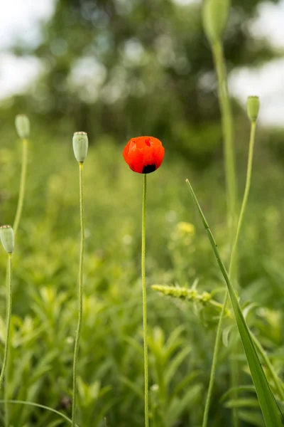 Vallmo växer i ängen — Stockfoto