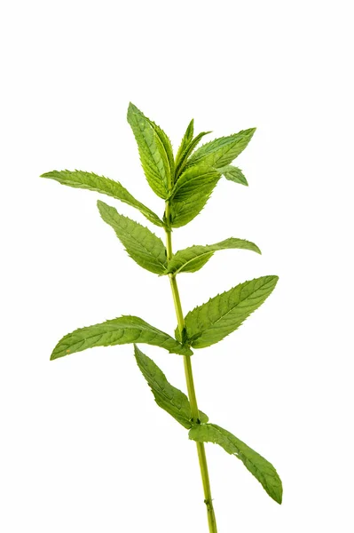 Fresh raw mint leaves isolated — Stock Photo, Image