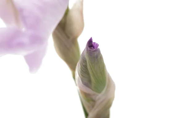 Iris närbild — Stockfoto