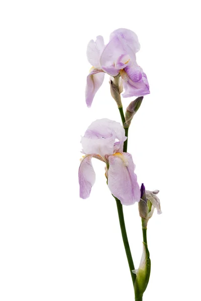 Iris aislado verano — Foto de Stock